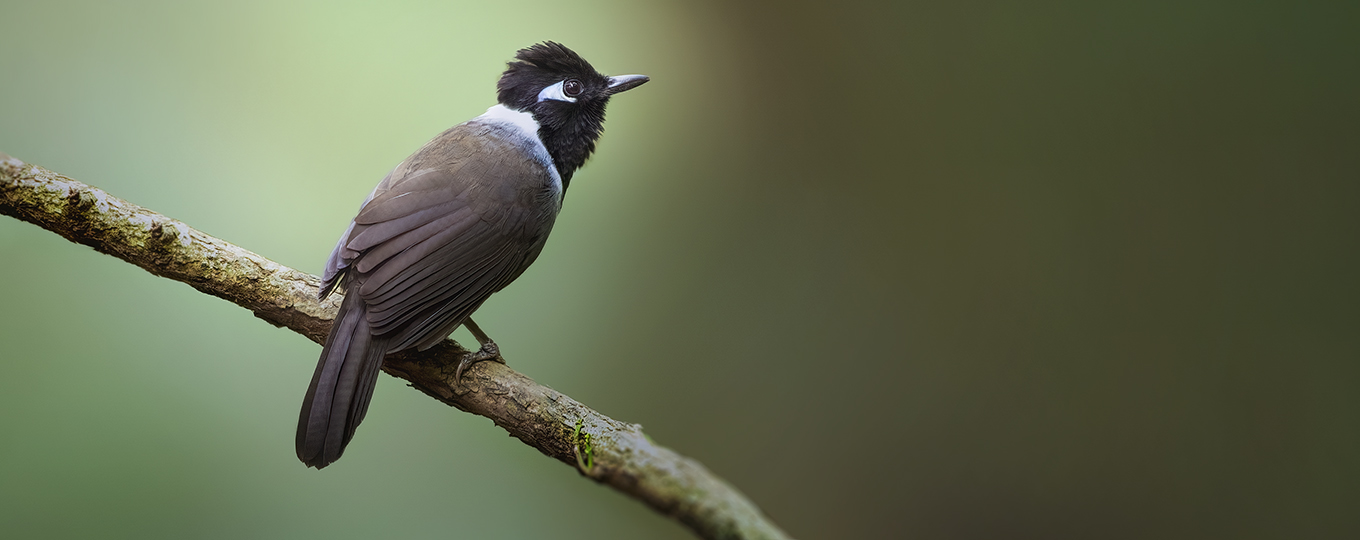 Vietnam Birding - Black-hooded Laughingthrush (Garrulax milleti)