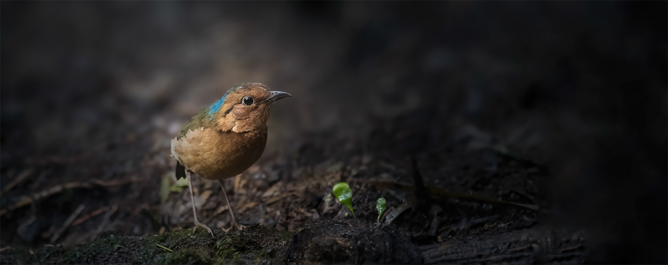 Vietnam Birding - Blue-naped Pitta (Hydrornis nipalensis)