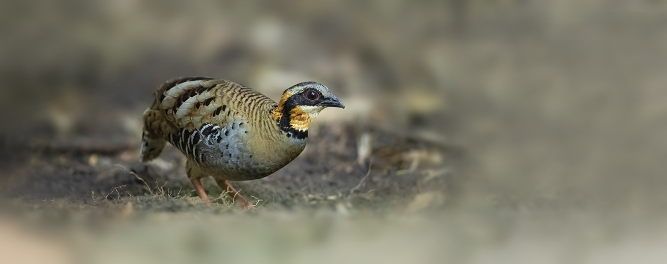 Vietnam Birding - Orang-necked Partridge