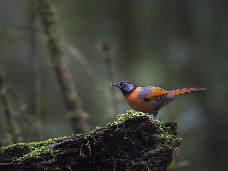 Vietnam Birding Tours | Vietnam Birdwatching Tours | VIETBIRD