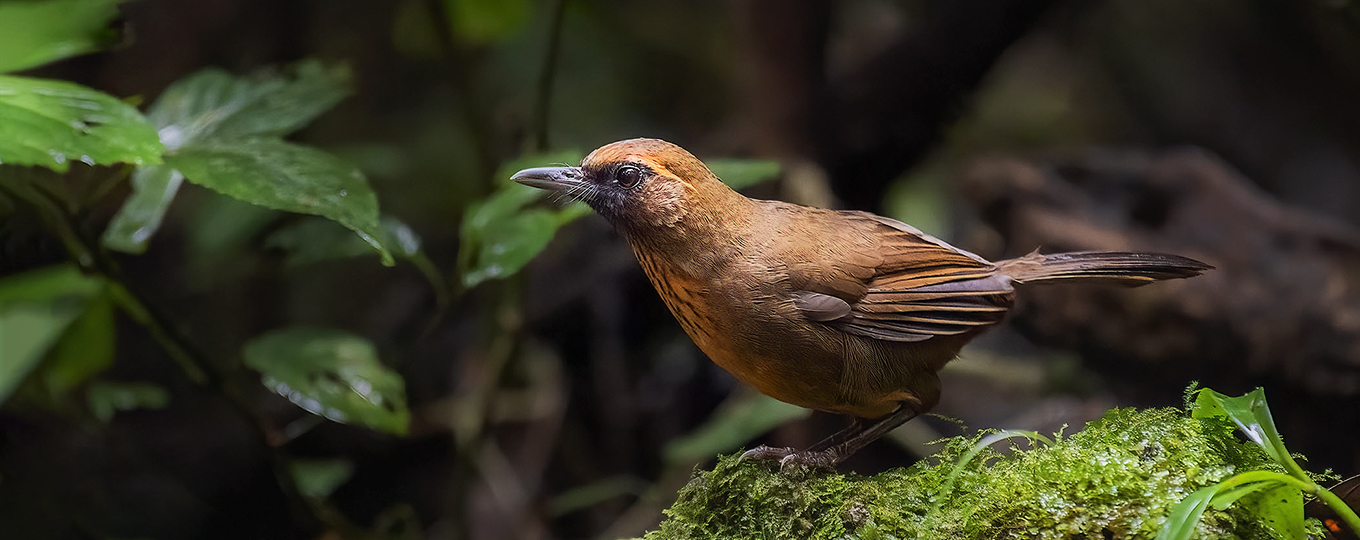 Vietnam Birding - Orange-breasted Laughingthrush