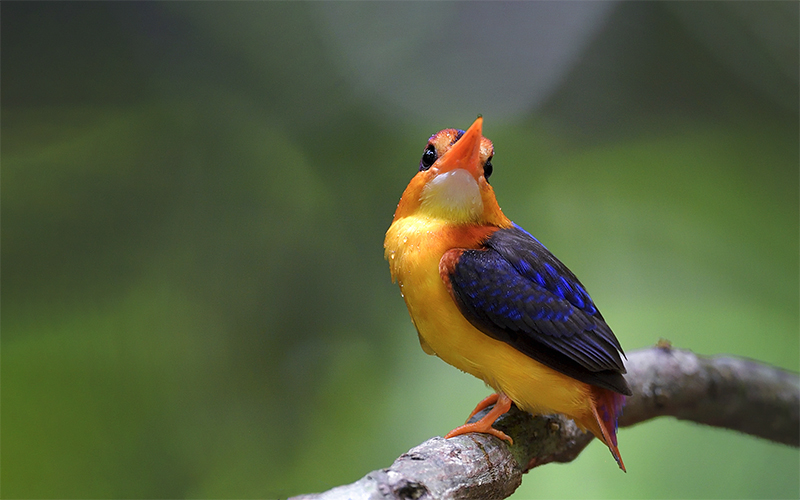 Vietnam Birding Tours | Vietnam Birdwatching Tours | VIETBIRD