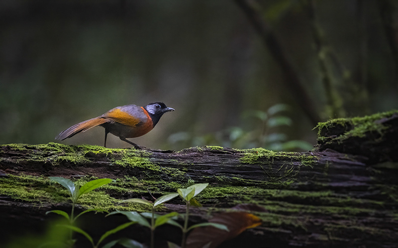 Vietnam Birding Tours | Vietnam Birdwatching Tours | VIETBIRD