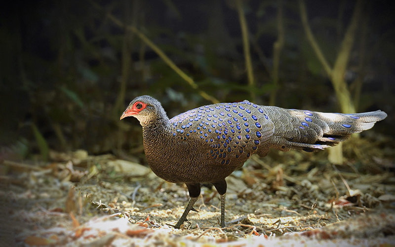 Vietnam Birding Tours | Vietnam Birdwatching Tours | VIETBIRD