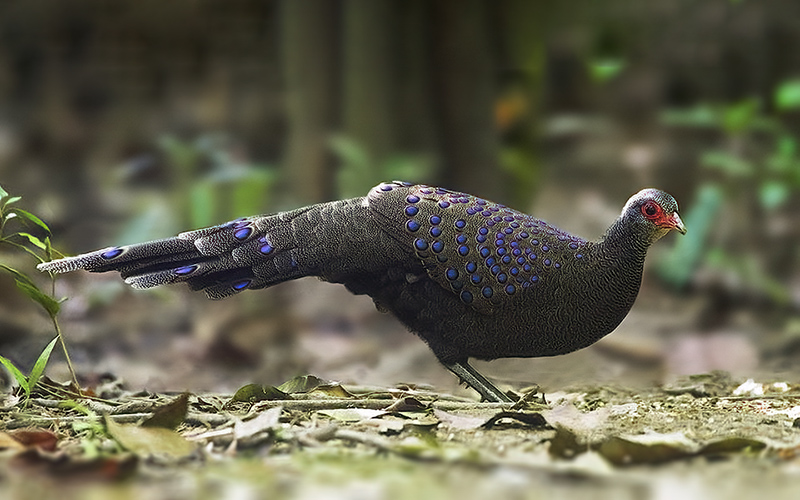 Vietnam Birding Tours | Vietnam Birdwatching Tours | VIETBIRD