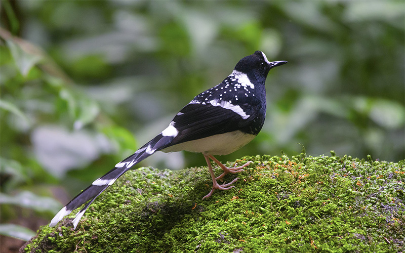 Vietnam Birding Tours | Vietnam Birdwatching Tours | VIETBIRD