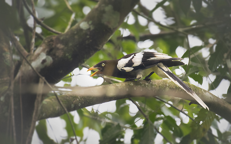 Vietnam Birding Tours | Vietnam Birdwatching Tours | VIETBIRD