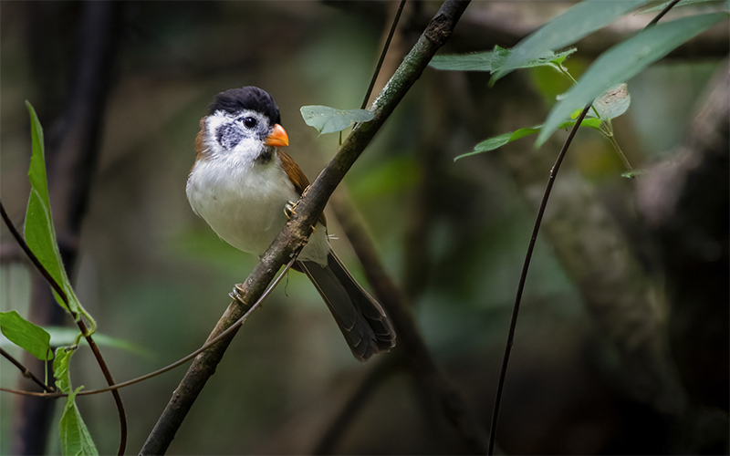Vietnam Birding Tours | Vietnam Birdwatching Tours | VIETBIRD