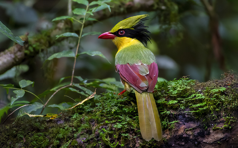 Vietnam Birding Tours | Vietnam Birdwatching Tours | VIETBIRD