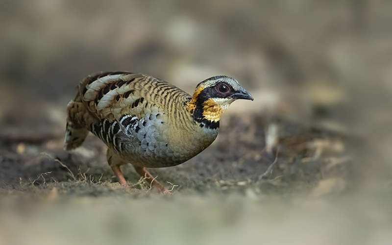 Vietnam Birding Tours | Vietnam Birdwatching Tours | VIETBIRD
