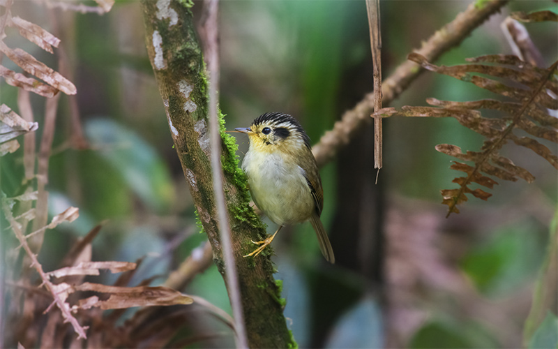 Vietnam Birding Tours | Vietnam Birdwatching Tours | VIETBIRD