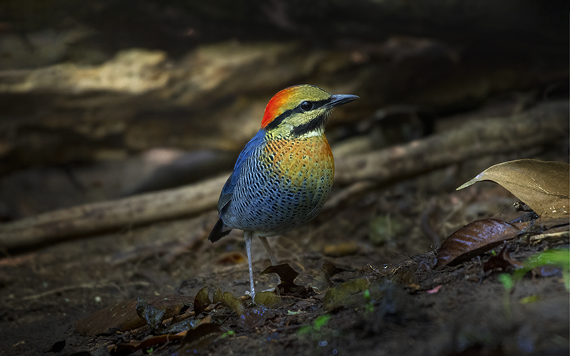 Vietnam Birding Tours | Vietnam Birdwatching Tours | VIETBIRD