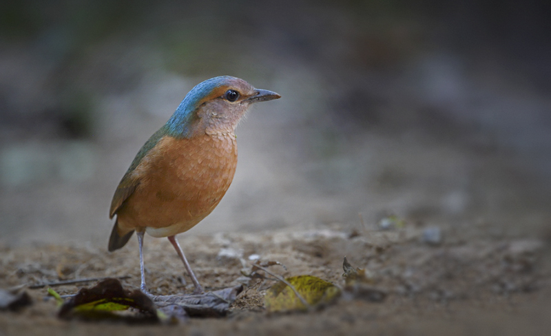 Vietnam Birding Tours | Vietnam Birdwatching Tours | VIETBIRD