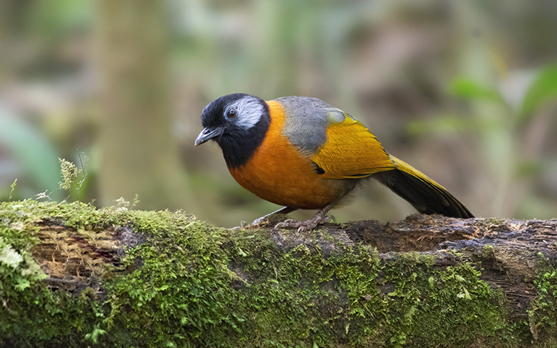 Vietnam Birding Tours | Vietnam Birdwatching Tours | VIETBIRD