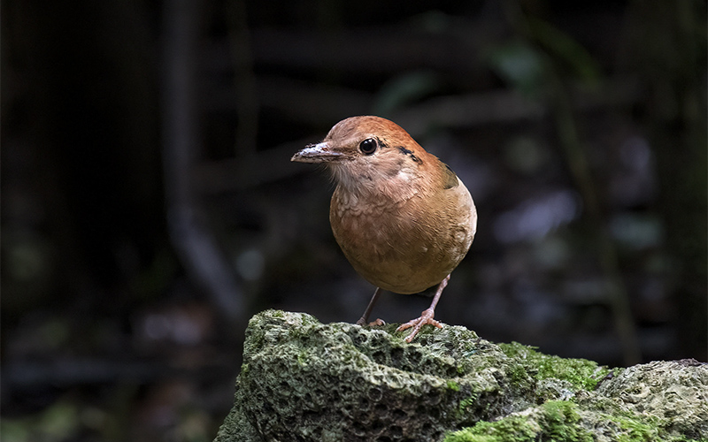 Vietnam Birding Tours | Vietnam Birdwatching Tours | VIETBIRD