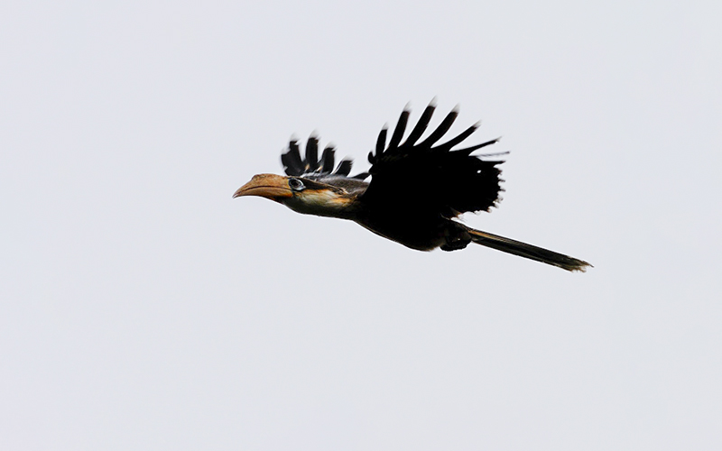 Vietnam Birding Tours | Vietnam Birdwatching Tours | VIETBIRD