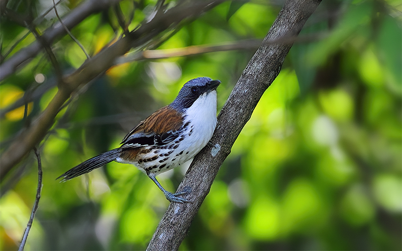 Vietnam Birding Tours | Vietnam Birdwatching Tours | VIETBIRD