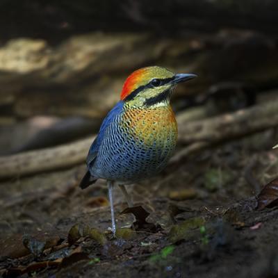 When is the best time of year for Birding in Vietnam?