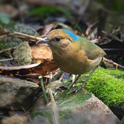 Birdwatching Tour - Best of Northern Vietnam (11-days)