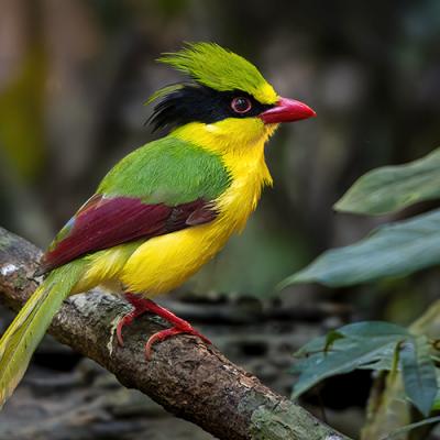 Birdwatching Tour - Best of Southern & Central Vietnam (18-days)