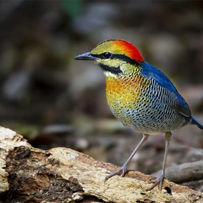 Birdwatching Tour - Best of Southern & Northern Vietnam (20-days)