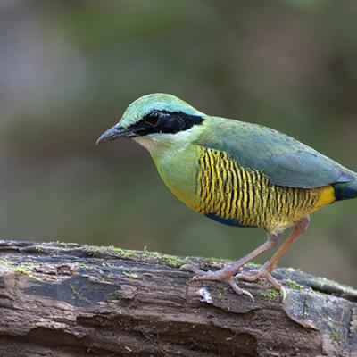 Birdwatching Tour - Best of Southern Vietnam (11-days)