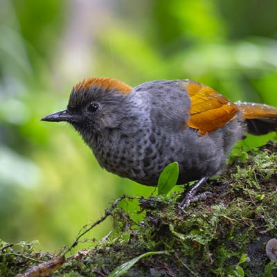 Birdwatching Tour - Best of Vietnam (30-days)