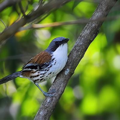 Birdwatching Tour - Vietnam's endemics & specialties (22-days)
