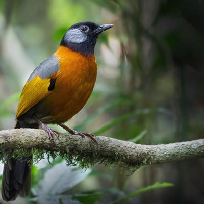 Endemic Birds of Vietnam and Where to find them?