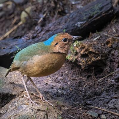 Top 10 Birding Destinations in Vietnam